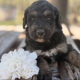 Sugarplum - Phantom female Poodle puppy in Poplarville, Mississippi from Southern Belle Poodles