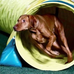 Vizslas from Encore Vizsla