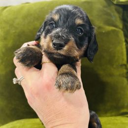 Boy 1 - male Dachshund puppy in Altus, Oklahoma from Johnson Prairie Pups