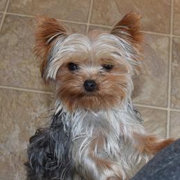Bliss - Yorkshire Terrier
