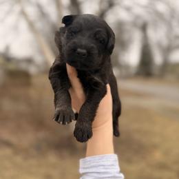 Dopey - Bi-color male German Shepherd puppy in Perrysburg, Ohio from Fancy GSDs