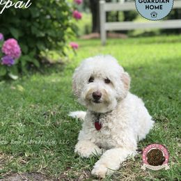 Opal - Australian Labradoodle