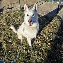 Thunder - White male German Shepherd puppy in Tonopah, Nevada from Mercy's White Shepherds