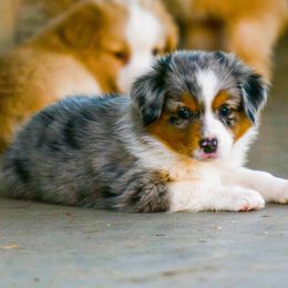 Miniature Australian Shepherd Puppies from Rockin D Mini Aussies