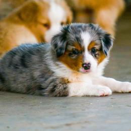 Miniature Australian Shepherd Puppies from Rockin D Mini Aussies