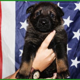 German Shepherd Puppies from Black Beauty Shepherds