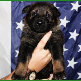 German Shepherd Puppies from Black Beauty Shepherds
