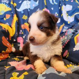 Tulip - Panda female German Shepherd puppy in Los Lunas, New Mexico from Mali's German Shepherds LLC