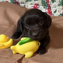 Winston - Chocolate male Boykin Spaniel puppy in Van Buren, Arkansas from Arklahoma Boykins