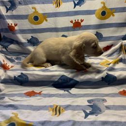 Girl 3 - Cream female Dachshund puppy in Vinton, Iowa from Lerch Family Dachshunds