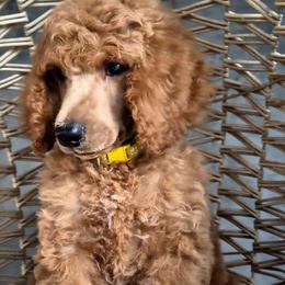 Helios - Red  male Poodle puppy in El Paso, Texas from Paws Of Beauty