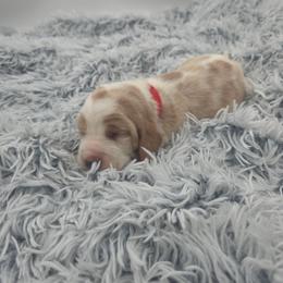 Red Collar - Lemon and white female Basset Hound puppy in Snow Camp, North Carolina from V's Southern Angels