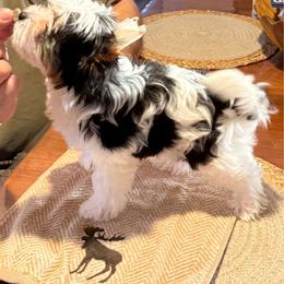 Boreas - Black tan and white male Biewer Terrier puppy in Rockland, Maine from Coastal Maine Biewer Terriers