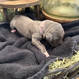 Lavender - Blue female Great Dane puppy in Carencro, Louisiana from Halsey Danes
