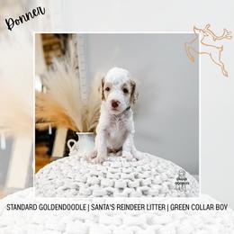 Donner - Cream male Goldendoodle puppy in Montgomery, Texas from Dacus Doodles