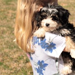 Bernedoodles and Cavapoos from Dreaming of Doodles