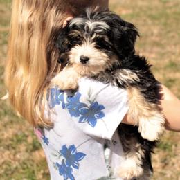 Bernedoodles and Cavapoos from Dreaming of Doodles