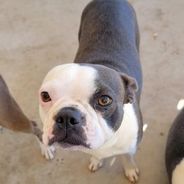 Boston Terriers from Desert Boston Terriers