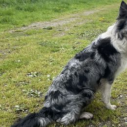 Quest - Border Collie