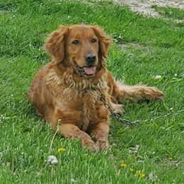 Ruby - Golden Retriever