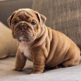 Bulldogs from Momma Bear’s bulldogs