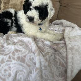 Sheepadoodle Puppies from Lilly’s Bobtails