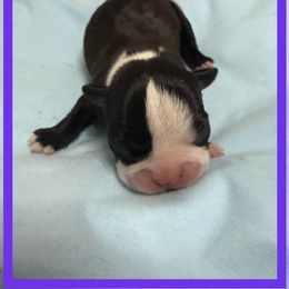 Purple - Black and white female Boston Terrier puppy in Hialeah, Florida from K&N Boston Paws