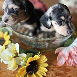 Dachshund Puppies from GypsyDox