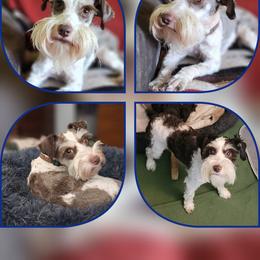 Darby(skitters) - Miniature Schnauzer
