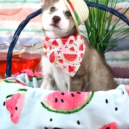 Siberian Husky Puppies from B&H Husky Farm