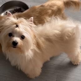 Bentley - Gold male Yorkshire Terrier puppy in California from All Star Yorkies