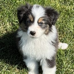 JBTG - Black tri-color female Australian Shepherd puppy in Mt. Pleasant, Utah from WildeOak Aussies