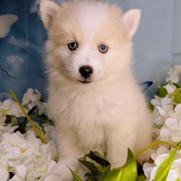 Victor - 2200 - White male Pomsky puppy in Spring Hill, Florida from www.PuppyTimeEmporium.com
