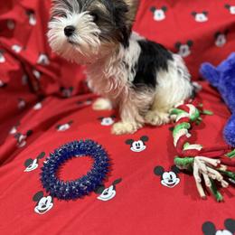 Yorkshire Terrier Puppies from Rosann Serna