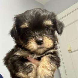 Boy 3 - Black and white male Havanese puppy in Walpole, Massachusetts from Golden Glen Havanese