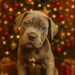 Salem - Gray male Cane Corso puppy in Russellville, Missouri from Soaring Royalty Canines LLC