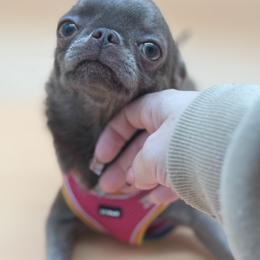 Minnie - Chocolate blue female Chihuahua puppy in Smyrna, Georgia from GeorgiasChihuahuas