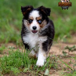 Sage - Black tri female Toy Australian Shepherd puppy in Granbury, Texas from Best Little Aussies