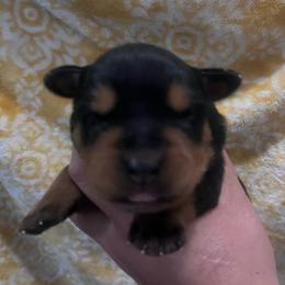 White - Black and mahogany female Rottweiler puppy in Mancelona, Michigan from Nicolle Stone