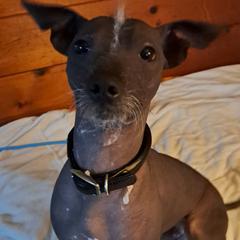 Buddy - Xoloitzcuintli