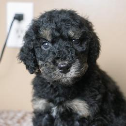 Kir - Tri-color male Bernedoodle puppy in Youngstown, Florida from Wonderland’s Boujie Kennels