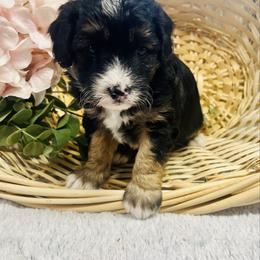 Penelope - Black tri-color female Aussiedoodle puppy in Hamilton, Michigan from White Pine Farm