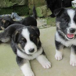 German Shepherd Puppies from Rain's Legacy German Shepherds