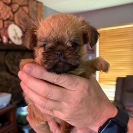 Annie - Belge female Brussels Griffon puppy in Ogden, Utah from Shelly's Brussels Griffons