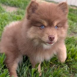 Ember - Red and white female Pomsky puppy in Temple, Texas from Lone Star Pomsky