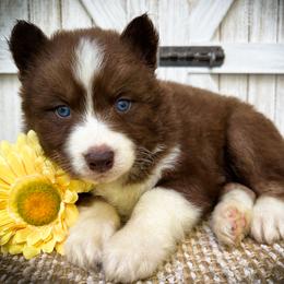 Ollie - Red and white male Siberian Husky puppy in Union Grove, Alabama from Southern Siberian Life