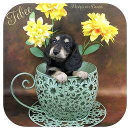 FEBEE - AKC Registered 2400 - Black and cream female Dachshund puppy in Graceville, Florida from Misty's 101 Doxies