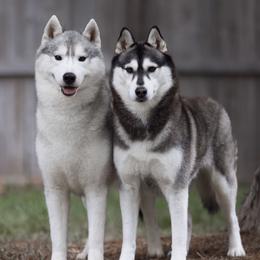 Siberian Husky puppies from Kardrovi Siberians