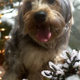 Yorkshire Terriers from Bougie Paws