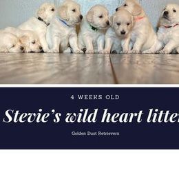 Golden Retriever Puppies from Golden Dust Retrievers